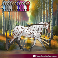 Horse Color:Brown Appaloosa Rabicano 