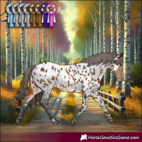 Horse Color:Brown Appaloosa Rabicano 