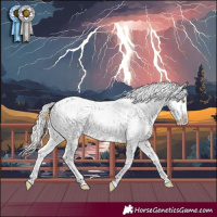 Horse Color:Silver Amber Champagne Tobiano Appaloosa 