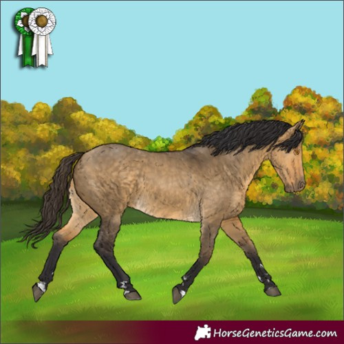 Horse Color:Buckskin Dun 