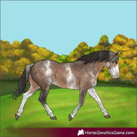 Horse Color:White Spotted Brown Dun 