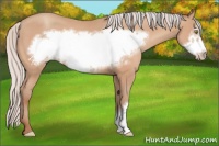 Horse Color:Silver Amber Champagne Frame