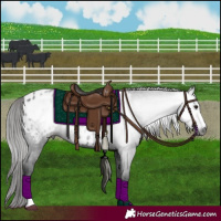 Horse Color:Gray Black Appaloosa