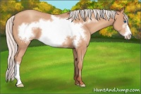 Horse Color:Silver Amber Champagne Frame 