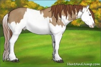 Horse Color:Red Dun Splash and Red Dun Splash