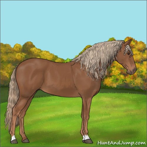 Horse Color:Chestnut 