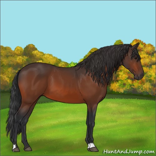 Horse Color:Bay 
