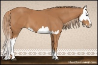 Horse Color:Chestnut  and Chestnut Splash 