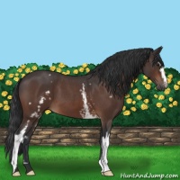 Horse Color:White Spotted Brown Roan 