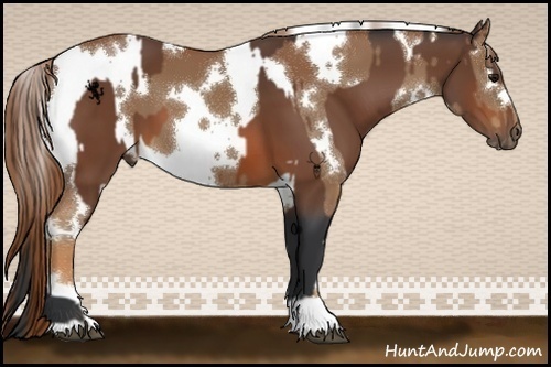 Horse Color:Bay  and White Spotted Chestnut 