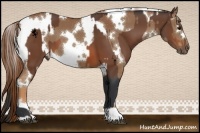 Horse Color:Bay  and White Spotted Chestnut 