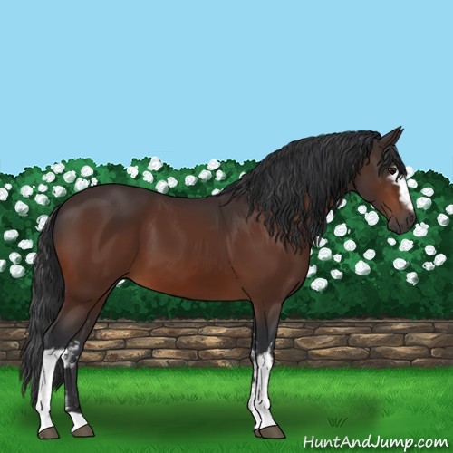 Horse Color:White Spotted Bay 