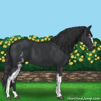 Horse Color:White Spotted Black