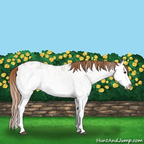 Horse Color:White Spotted Chestnut Splash Appaloosa Rabicano 