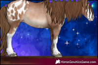 Horse Color:Brown Pearl Sabino Appaloosa Rabicano