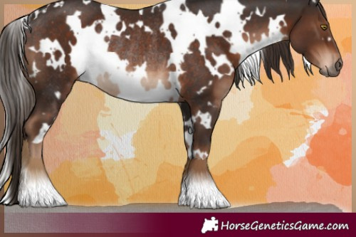 Horse Color:White Spotted Liver Chestnut Rabicano