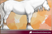 Horse Color:White Spotted Silver Buckskin Splash Rabicano