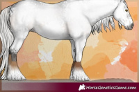 Horse Color:Gray White Spotted Silver Brown Rabicano 