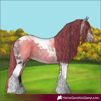 Horse Color:Painted Buckskin Tobiano 