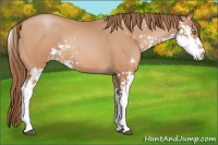 Horse Color:Bay Pearl Sabino 