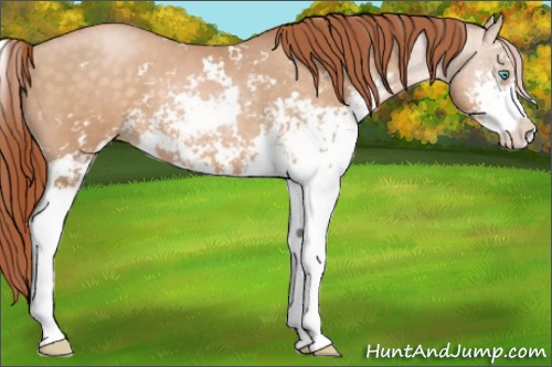 Horse Color:Buckskin Pearl Sabino