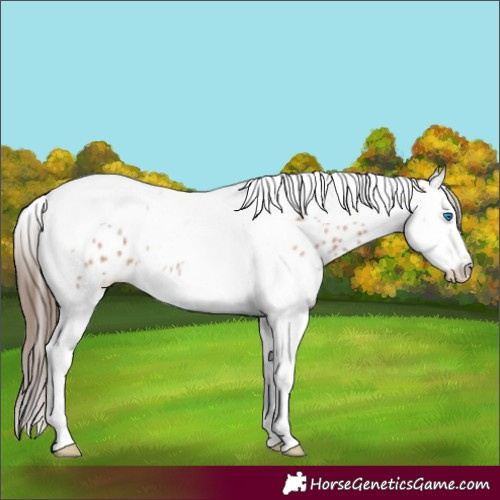 Horse Color:Bay Roan Splash Tobiano Near Leopard 