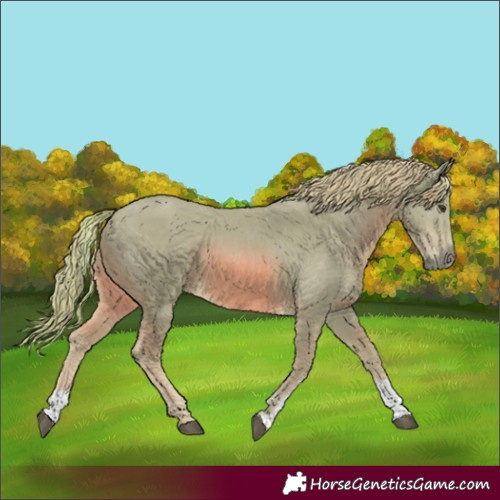 Horse Color:Watercolor Chestnut Sabino 