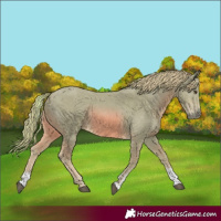 Horse Color:Watercolor Chestnut Sabino 