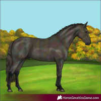 Horse Color:Midnight Buckskin Ice 