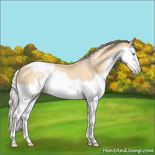 Horse Color:Silver Buckskin Pearl Splash Appaloosa 