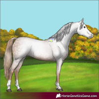 Horse Color:Gray Chestnut 