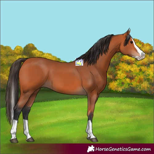 Horse Color:Bay Splash 
