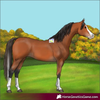 Horse Color:Bay Splash 