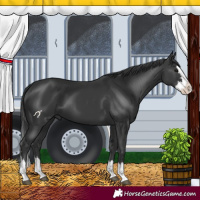 Horse Color:Black Splash