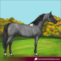 Horse Color:Blue Roan 