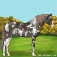 Horse Color:White Spotted Liver Chestnut Sabino 