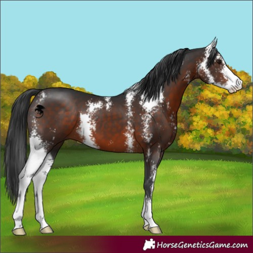 Horse Color:Brown Sabino 