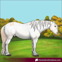 Horse Color:Buckskin Varnish 