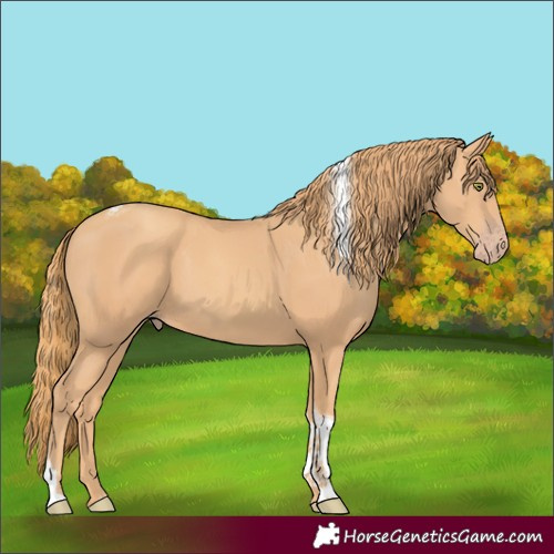 Horse Color:Gold Champagne Tobiano 