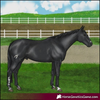 Horse Color:Black and Black Rabicano