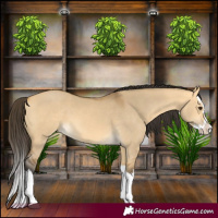 Horse Color:Buckskin Dun Splash 