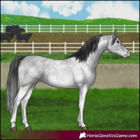 Horse Color:White Spotted Blue Roan Rabicano  and White Spotted Blue Roan Rabicano 