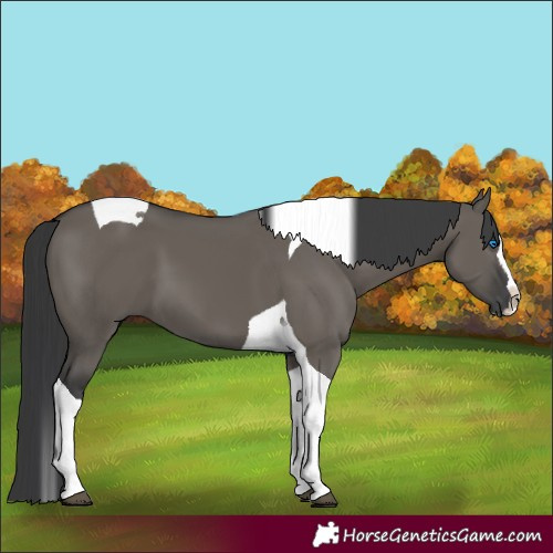 Horse Color:Grullo Splash Tobiano