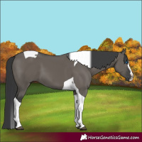 Horse Color:Grullo Splash Tobiano
