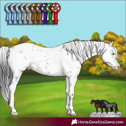 Horse Color:White Spotted Brown Dun Sabino 