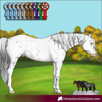 Horse Color:White Spotted Brown Dun Sabino 