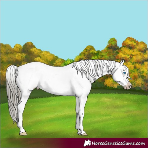 Horse Color:White Spotted Liver Red Dun Mushroom Sabino Frame 