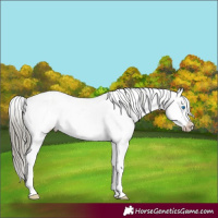 Horse Color:White Spotted Liver Red Dun Mushroom Sabino Frame 