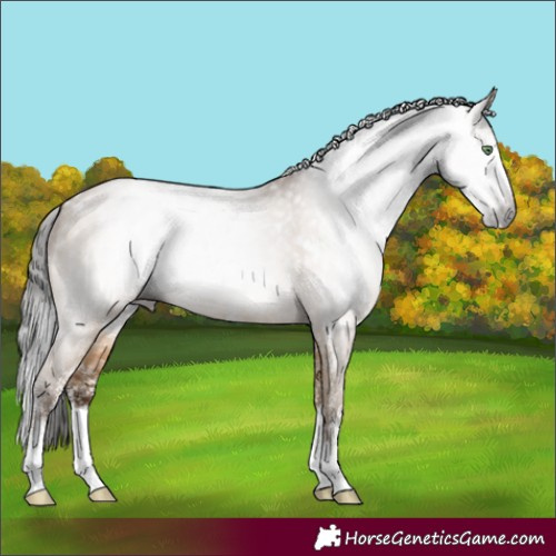 Horse Color:Gray White Spotted Amber Champagne Dun Splash 