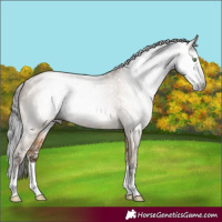 Horse Color:Gray White Spotted Amber Champagne Dun Splash 